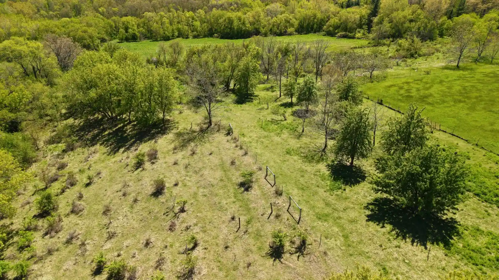 Rows of fruit trees in one of the two orchards at the Goldstein Farm, an organically managed homestead in Walworth County, Wisconsin